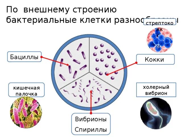 Эукариоты кишечная палочка. Строение бактерии кокки. Холерный вибрион строение клетки. Структура бактериальной клетки. Внешние структуры микробной клетки,.