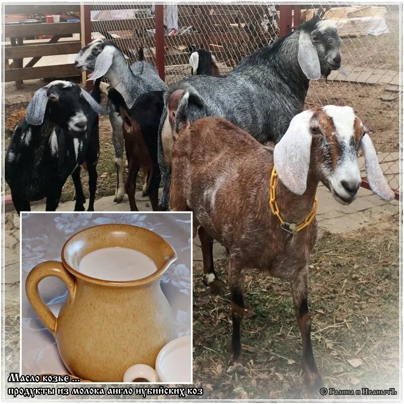 Нубийские козы сколько надают молока. Медиа клуб goats. Тоггенбургско нубийские козы. Молоко нубийских коз. Породы коз с описанием.
