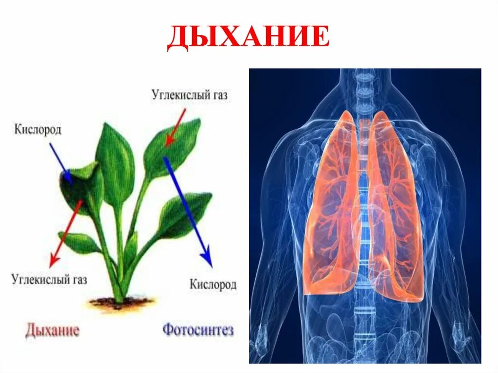 При дыхании человек выдыхает углекислый газ. Дыхание живых организмов. Органы дыхания живых организмов. Дыхание живых организмов 5 класс. Дыхание это в биологии.