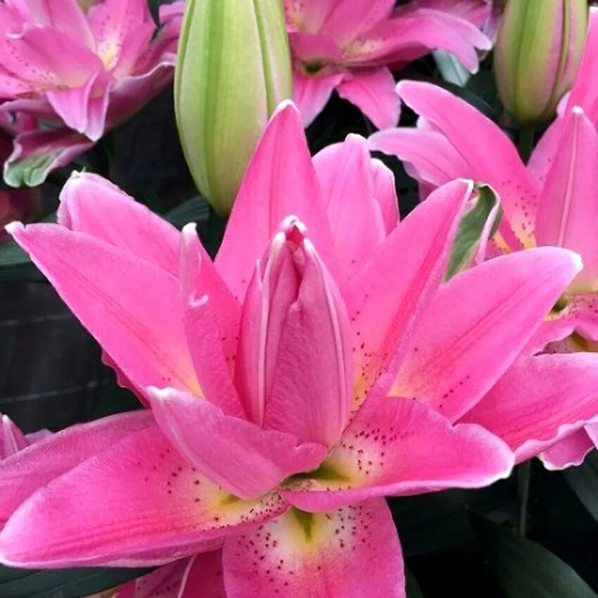 Лилия розелли аннушка (roselily anoushka). Лилия roselily® anoushka. Лилия roselily® anoushka. Лилия roselily anouska. Лилия восточная розелли аннушка.