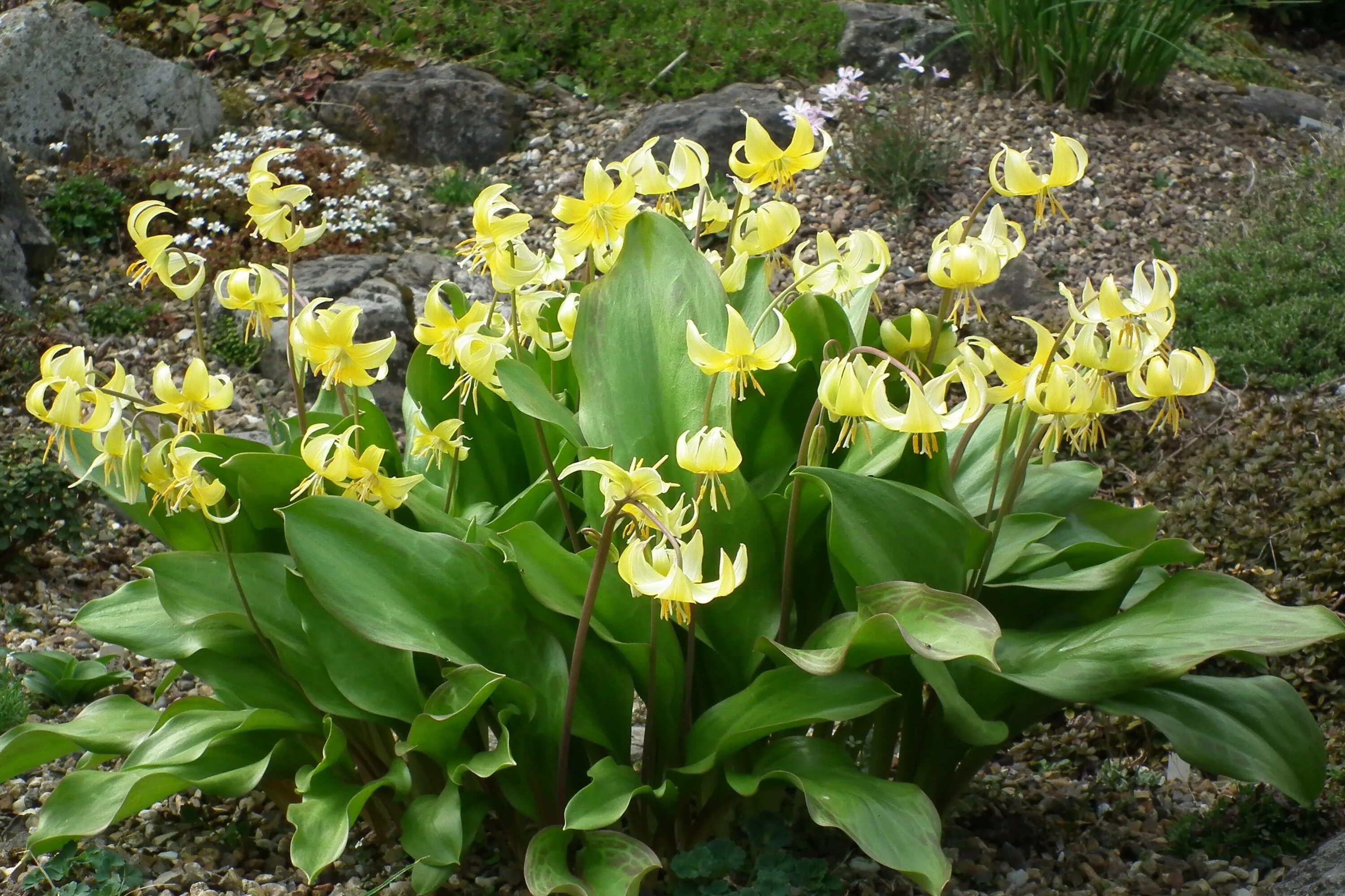 Эритрониум. Эритрониум Кандык. Кандык (Erythronium). Кандык туолумнийский Erythronium tuolumnense. Кандык (эритрониум) Уайт Бьюти.