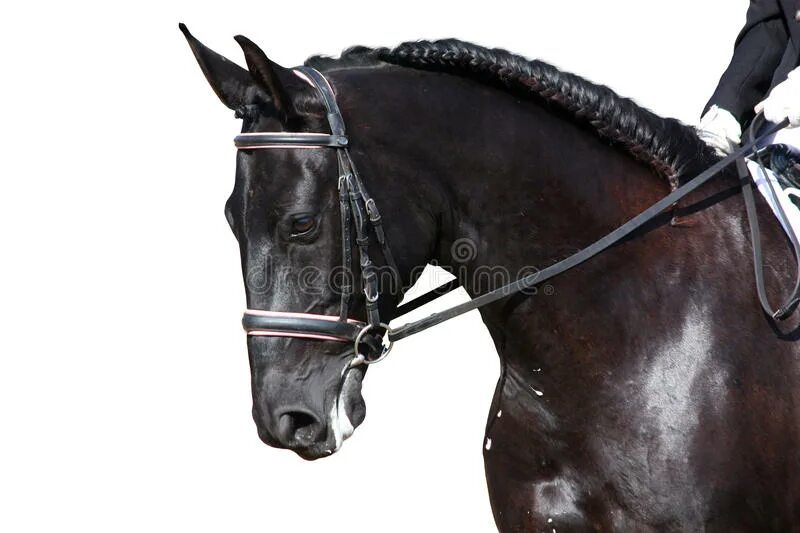 Наездн ца. Московский конный ипподром. Красивая в позе наездницы. Наездн ца. Девушка сидит сверху.