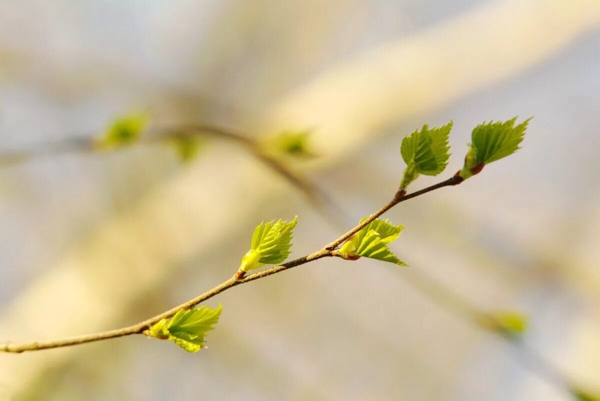 молодые листочки весной. ветки береза. весенние листочки. молодые листочки весной. первые листочки на деревьях.