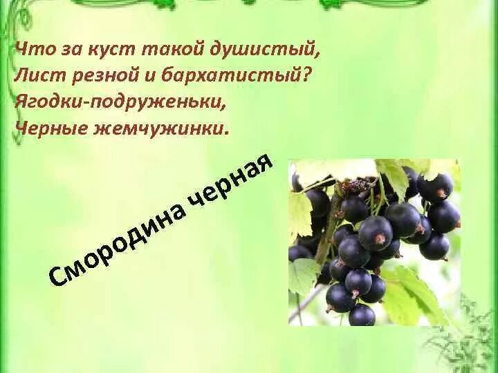 Песня про черную смородину. Загадка про смородину. Стихи о смородине. Загадка о смородине. Стишок про черную смородину.