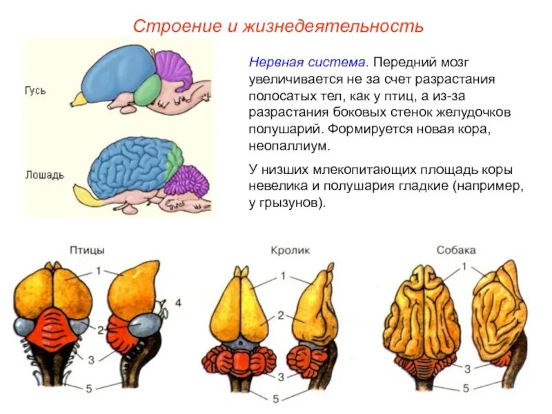 Полосатые тела в головном мозге птиц. Строение головного мозга птиц. Мозг птиц анатомия. Строение головного мозга млекопитающих. Какие отделы головного мозга птиц развиты лучше