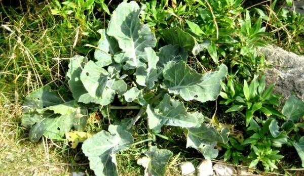 Brassica oleracea Дикая. Дикий предок капусты Brassica oleracea. Дикая однолетняя капуста. Дикая Черноморская капуста. Дикий предок капусты