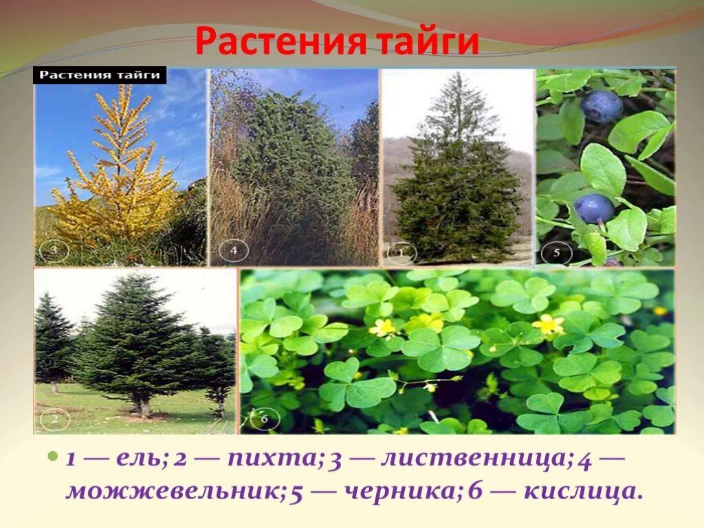 Какие растения и животные есть в тайге. Растительность тайги. растения тайги. зона тайги растения. таёжная зона растительность.