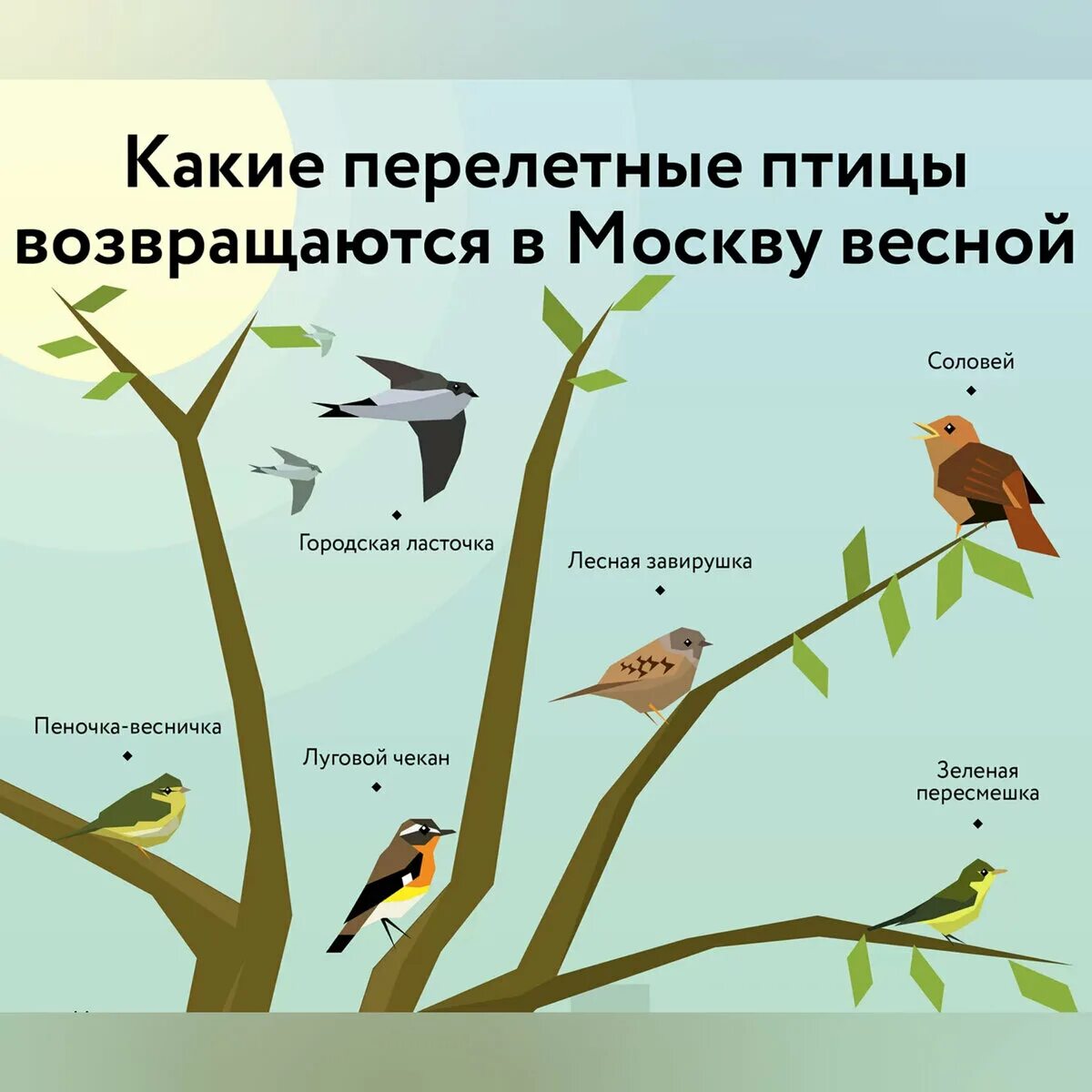 Планирование перелетные птицы весной. Какие птицы возвращаются весной. Какие перелетные птицы возвращаются. Какие перелетные птицы возвращаются весной. Перелетные птицы в Москве весной.