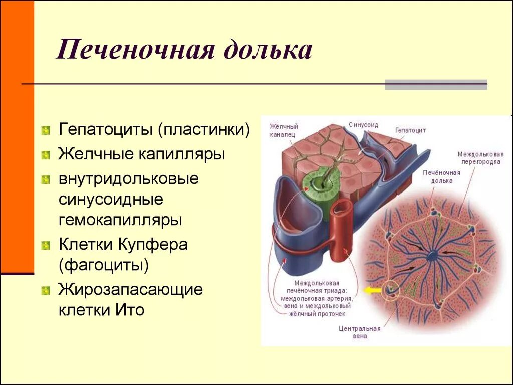 Функциональная единица печени. Строение дольки печени анатомия. Строение печени и печеночной дольки. Структурные элементы печеночной дольки. Центральная Вена печеночной дольки.