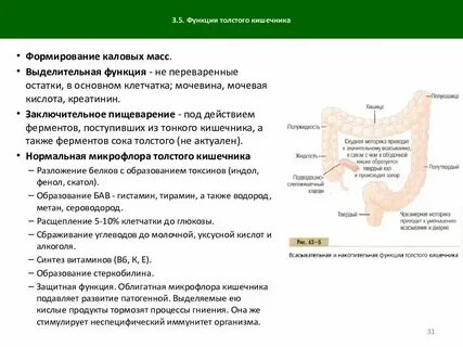 Способны расщеплять целлюлозу