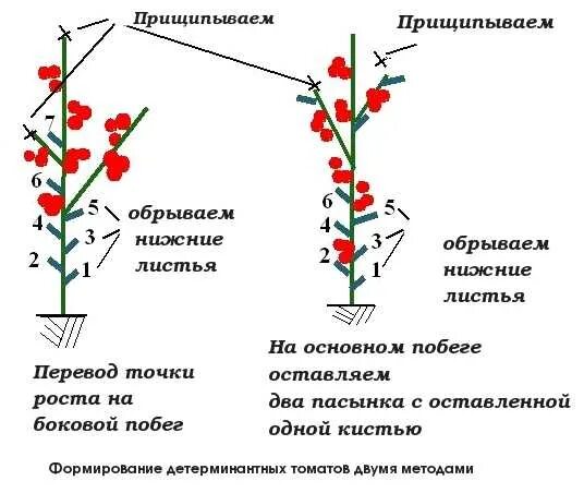 Томат в два стебля. Формирование индетерминантных томатов в теплице в 2 стебля схема. формирование томатов в 2 стебля в теплице схема. формирование томатов в теплице в два стебля схема. формирование детерминантных томатов.