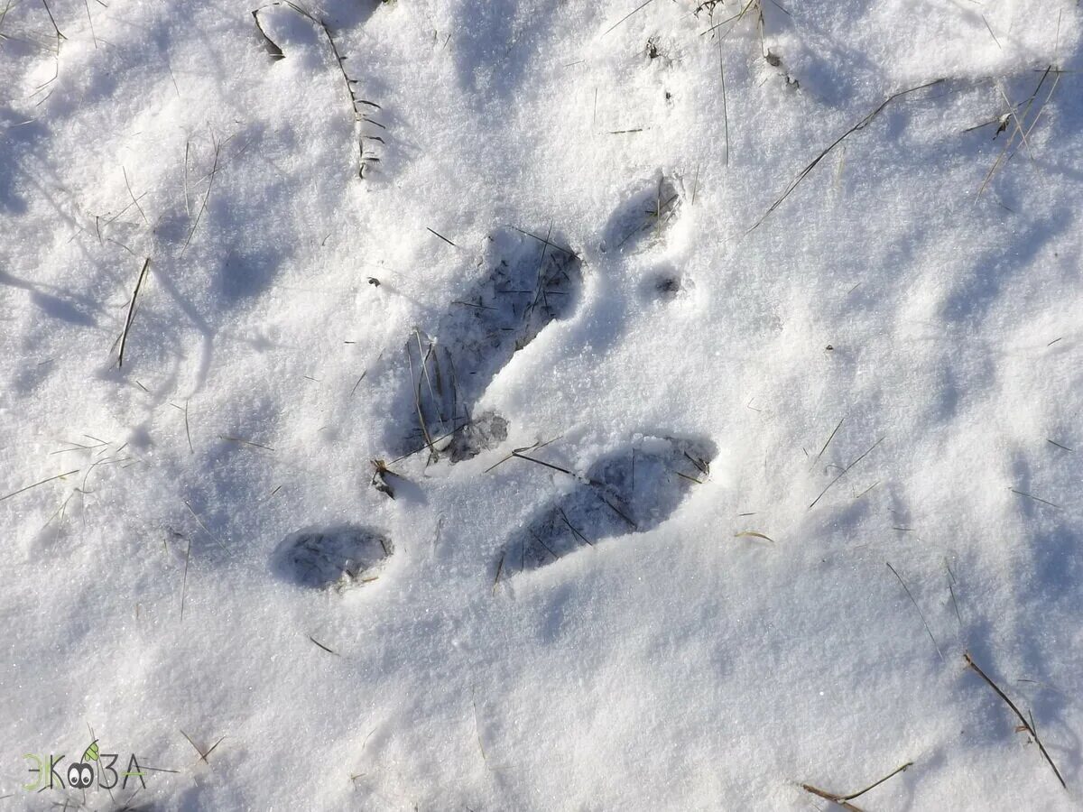 Видны заячьи следы. Следы зайца русака. Следы на снегу. Заячьи следы. Следы зайца на снегу.