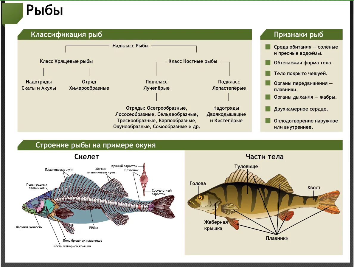 Класс рыбы многообразие. Классы и подклассы рыб. Строение рыбы биология. Разнообразие класса рыб.