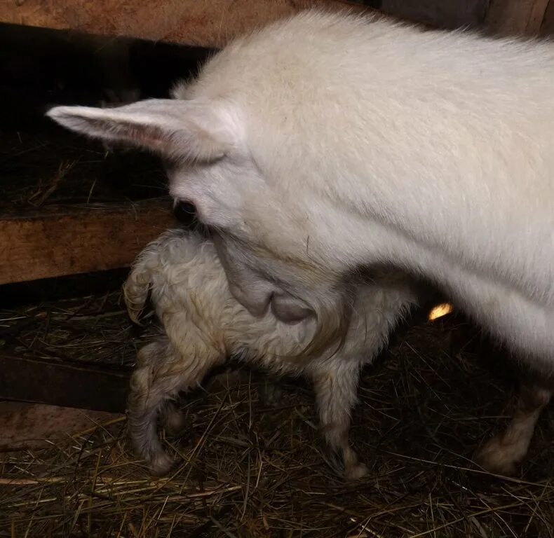 Козлята 3 недели. Новорождённые козлята. Коза с козлятами. Новорожденный козлик.