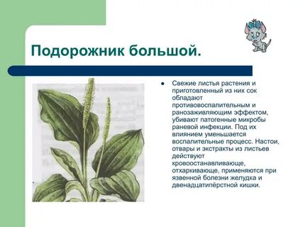 Состав листьев подорожника