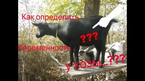 Сколько месяцев носит коза