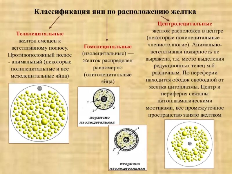 Классификация яйцеклеток по расположению желтка. Типы яйцеклеток по распределению желтка. Классификация яйцеклеток по количеству желтка. Изолецитальная яйцеклетка Тип.