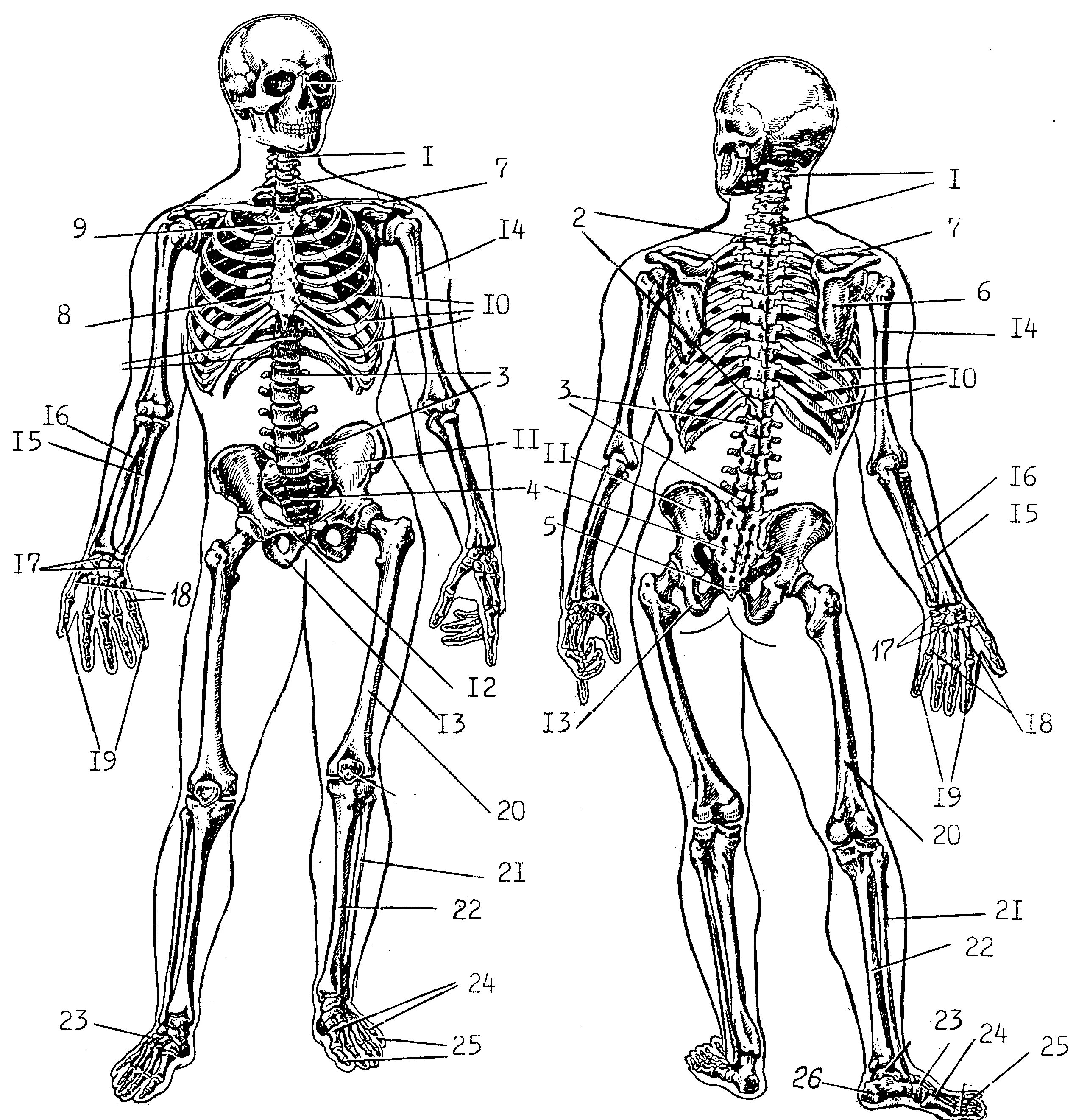 Скелет человека биология 9 класс. Скелет человека схема. Скелет человека спереди. Скелет человека без подписей.