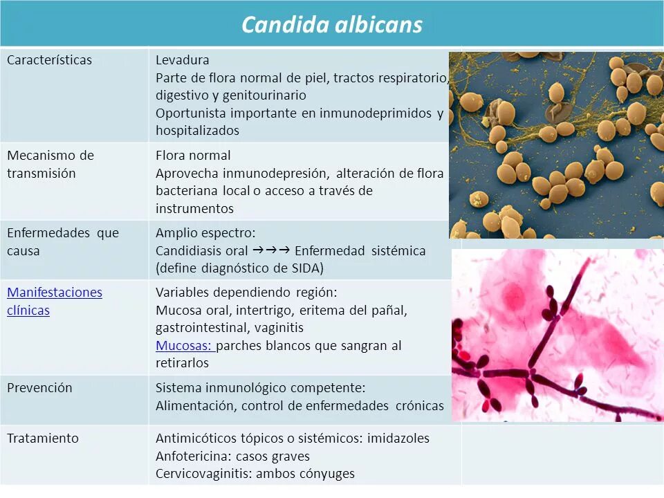 Candida чем лечить. Грибок кандида альбиканс. Кандида альбиканс строение. Дрожжеподобные грибы рода кандида.