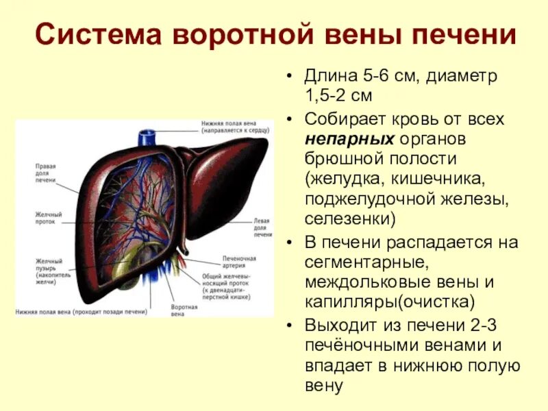 Воротная система печени анатомия. Воротная система печени биология 8 класс. Воротная Вена печени анатомия. Воротная Вена печени схема движения крови. Сосуд собирающий кровь от органов брюшной полости