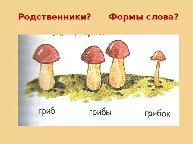 Форма слова гриб. Гриб однокоренные слова. Гриб грибы форма слова. Гриб однокоренные.