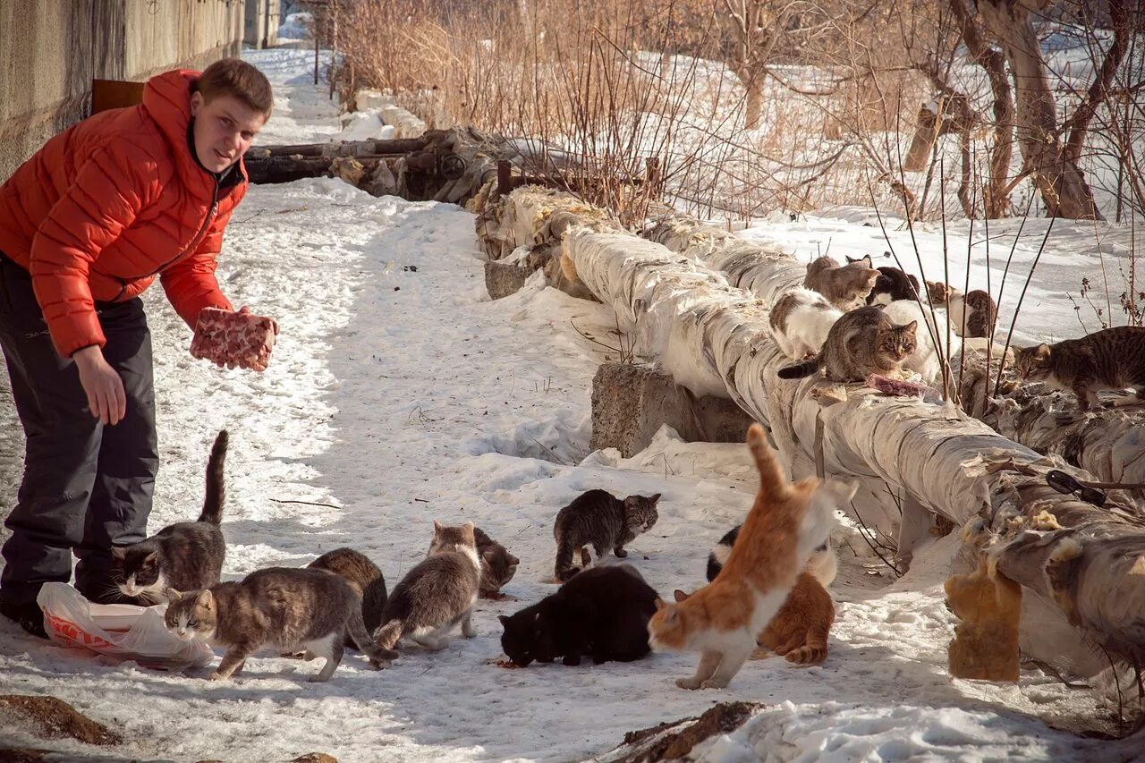 Помогли кошкам. Кормление бездомных кошек. Бездомные животные зимой. Животные на улице зимой. Подкармливание бездомных животных.