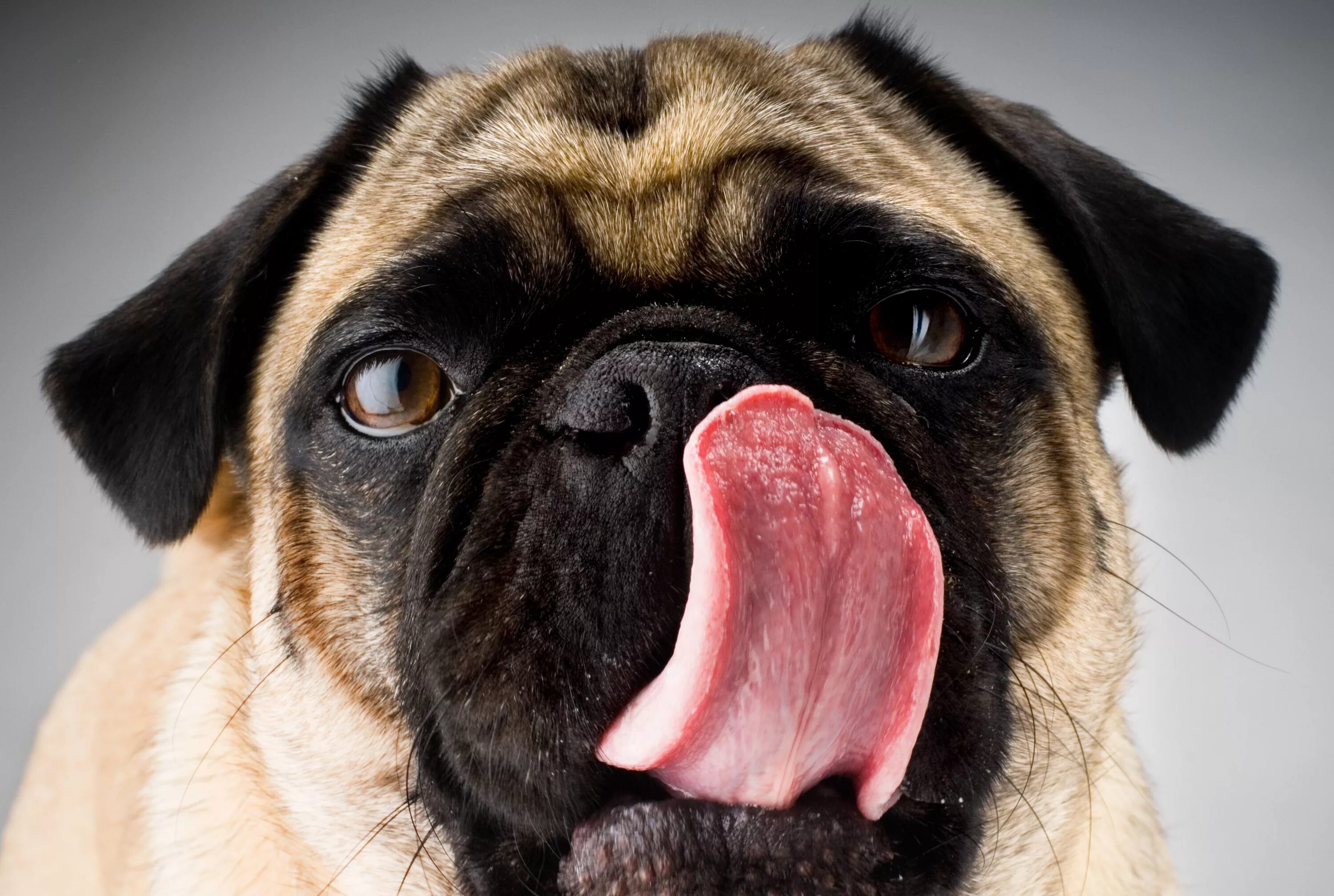 Самая слюнявая собака. Бульмастиф слюни. Собака отряхивается. Ньюфаундленд собака. Бегут слюни у собаки.