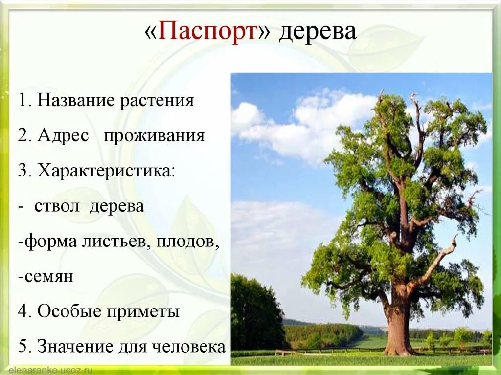 Дерево окружающий. Паспорт дерева. Паспорт дерева дуб. Паспорт дерева 2 класс. Паспорт дерева окружающий мир.