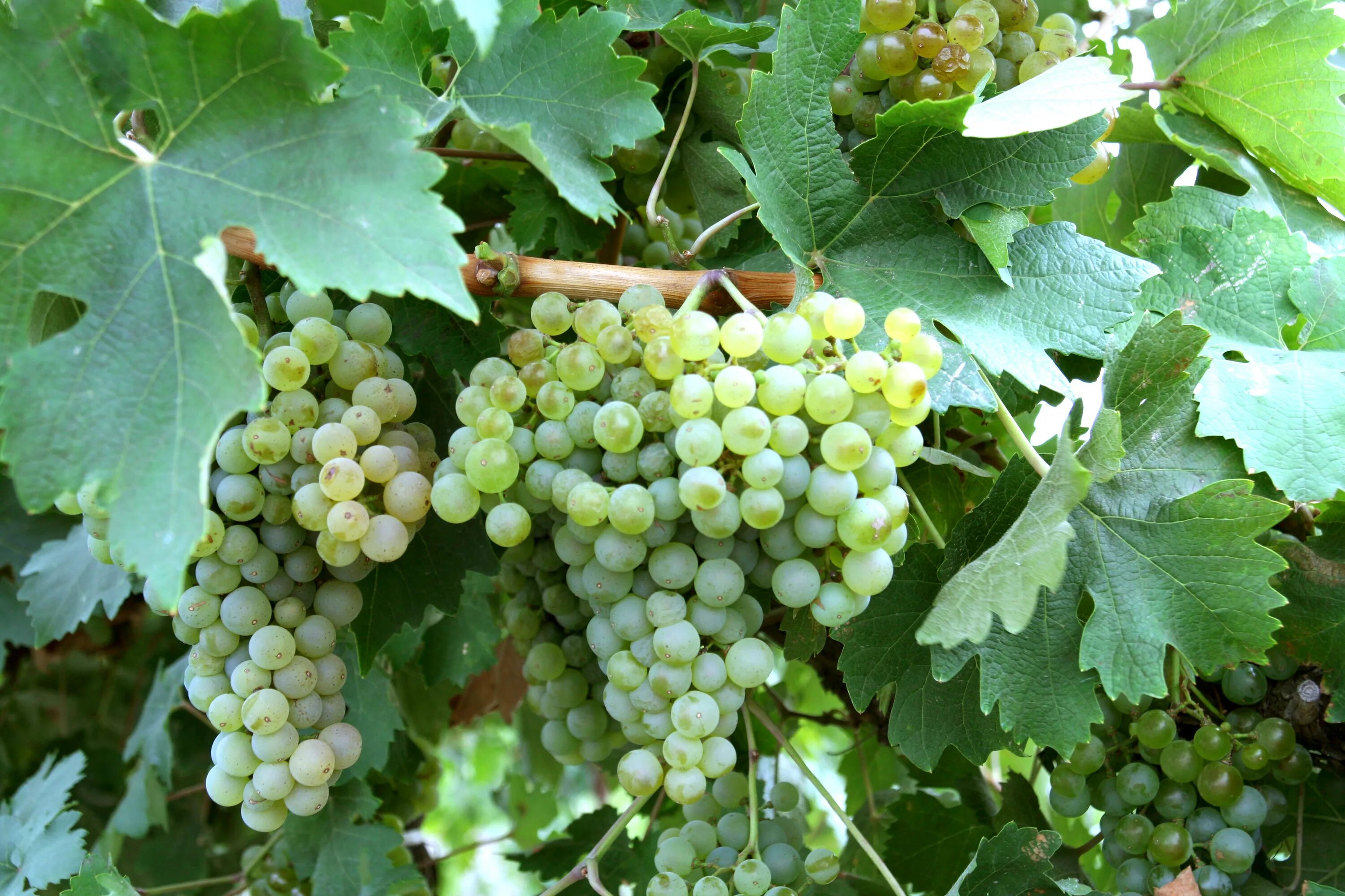 Пино гриджио виноград. Айтаска виноград. Vitis labrusca виноград. Сорта винограда срок созревания. Виноград тайфи.