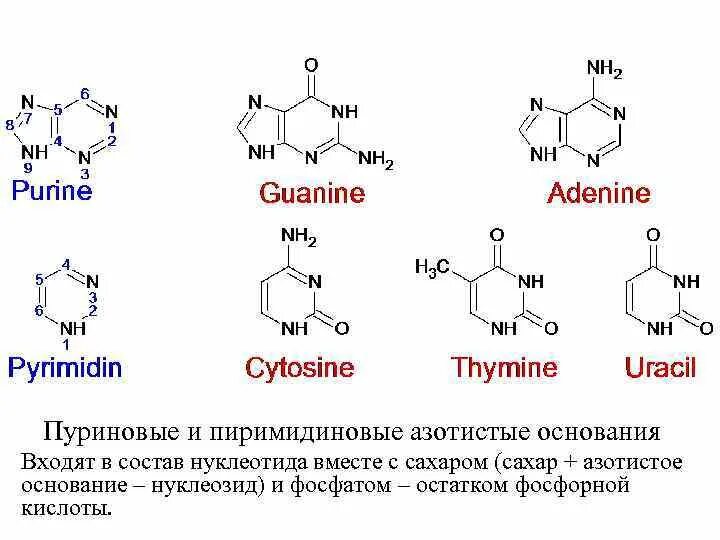 Пурин аденин гуанин. Азотистые основания нуклеиновых кислот. Азотистые основания пуриновые и пиримидиновые. Формулы пуриновых азотистых оснований.