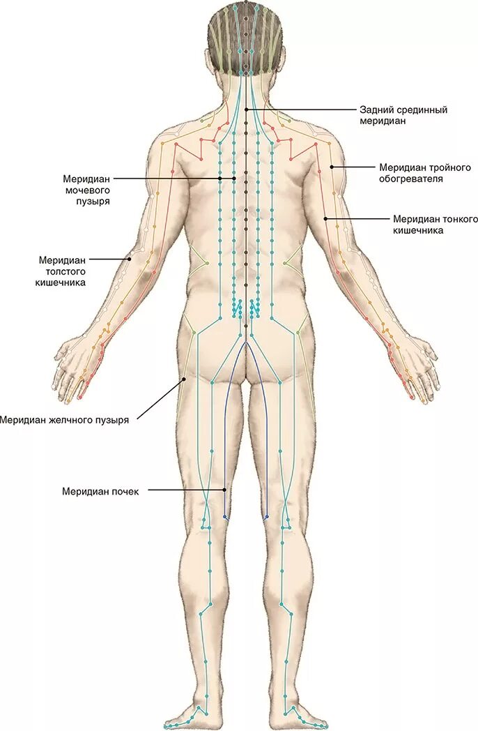 Названия точек человека. Меридианы тела человека китайская медицина. Энергетические меридианы тела человека схема. Энергетические каналы тела человека меридианы.