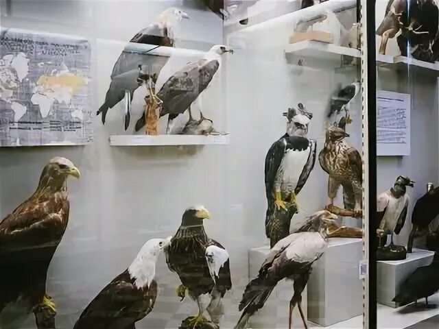 Зоологический музей на карте