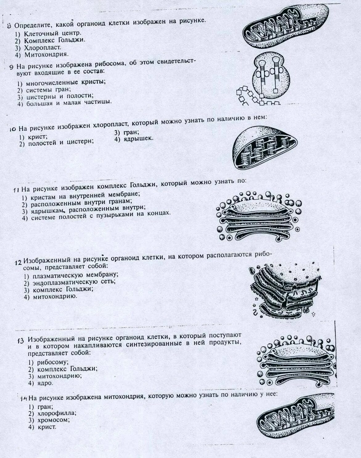 Тест клетка егэ. Строение клетки и функции органоидов рисунок. Строение клетки 10 класс биология органоиды. Органоиды клетки схема 10 класс. Клеточные органоиды и их функции рисунок.