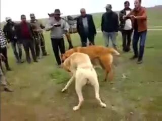 Видео бои кангалов