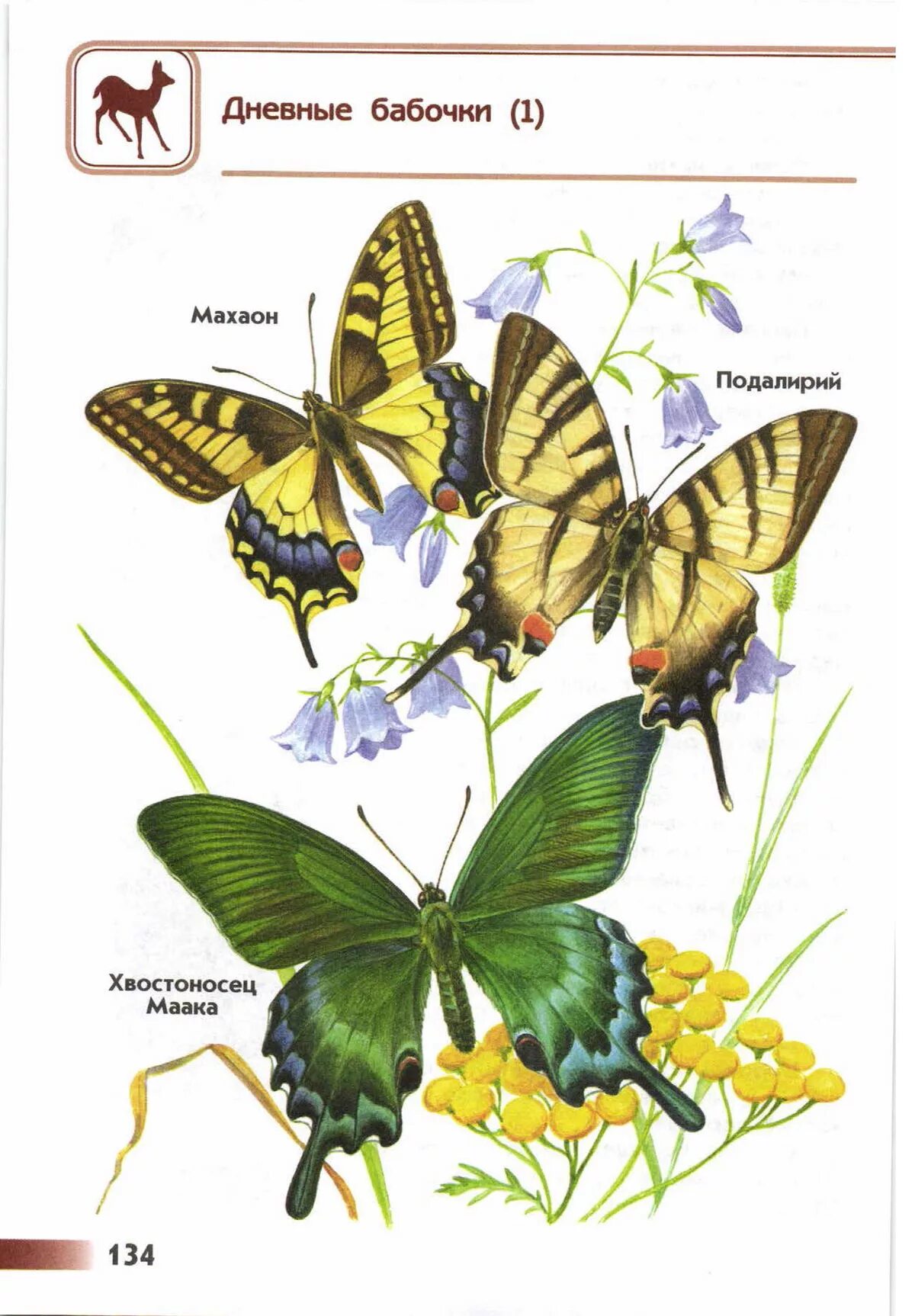 Бабочки картинки окружающий мир. Дневные бабочки атлас определитель 2 класс окружающий мир. Атлас-определитель от земли до неба 2 класс бабочки. Дневные бабочки атлас определитель. Атлас-определитель от земли до неба 2 бабочки.