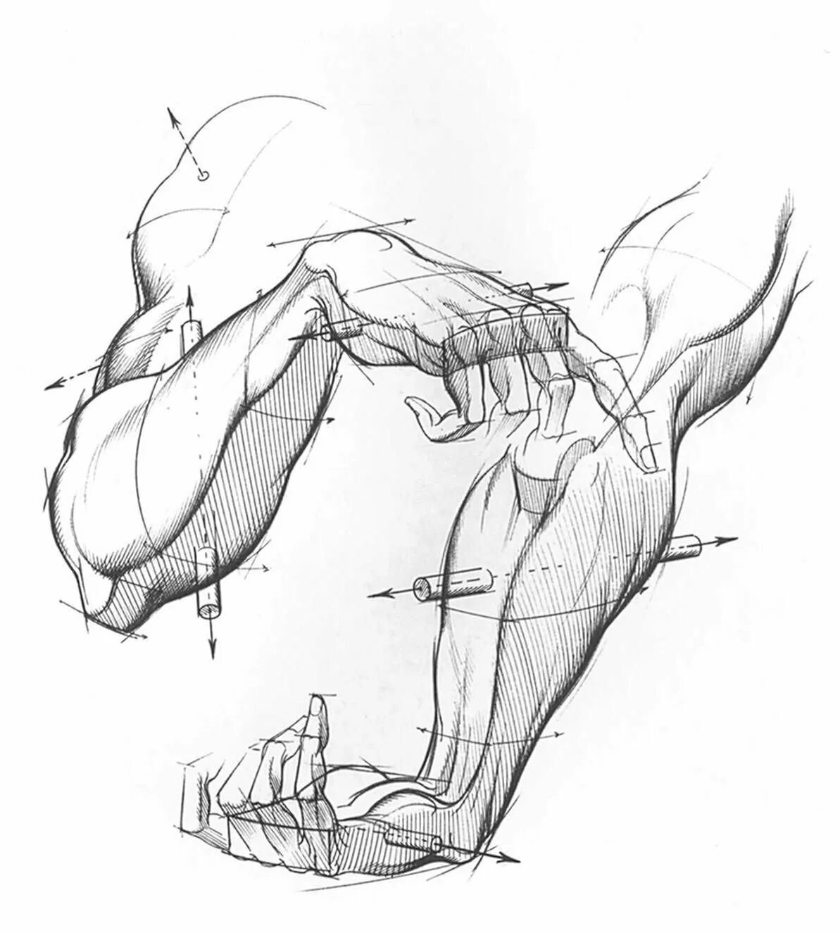 Строение руки рисунок. Берн Хогарт анатомия руки. Динамическая анатомия для художников Берн Хогарт руки. Берн Хогард рисование динамичных рук. Берн Хогарт рисунки.