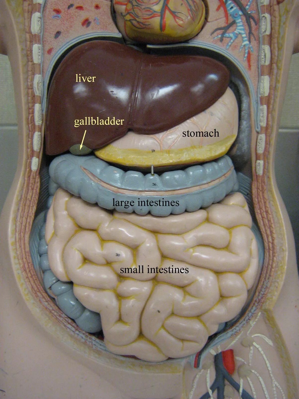 Анатомия брюшной полости человека. Анатомия человека внутренние органы брюшной полости. Анатомия брюшной полости мужчины. Анатомия внутренних органов брюшной полости мужчины.