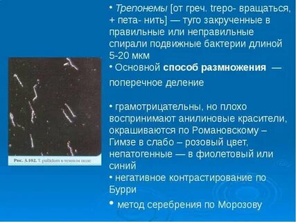 Бледная трепонема что это за анализ