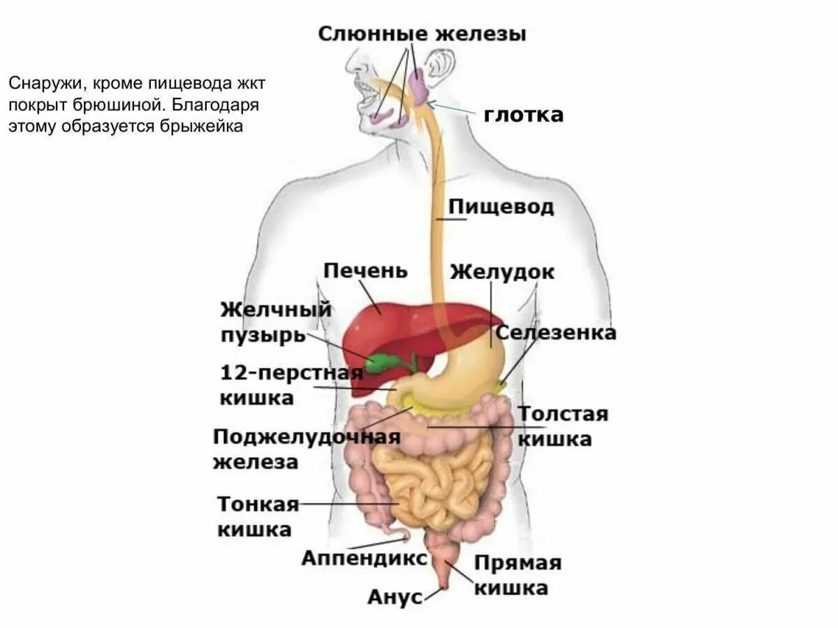 Сердце желчный пузырь