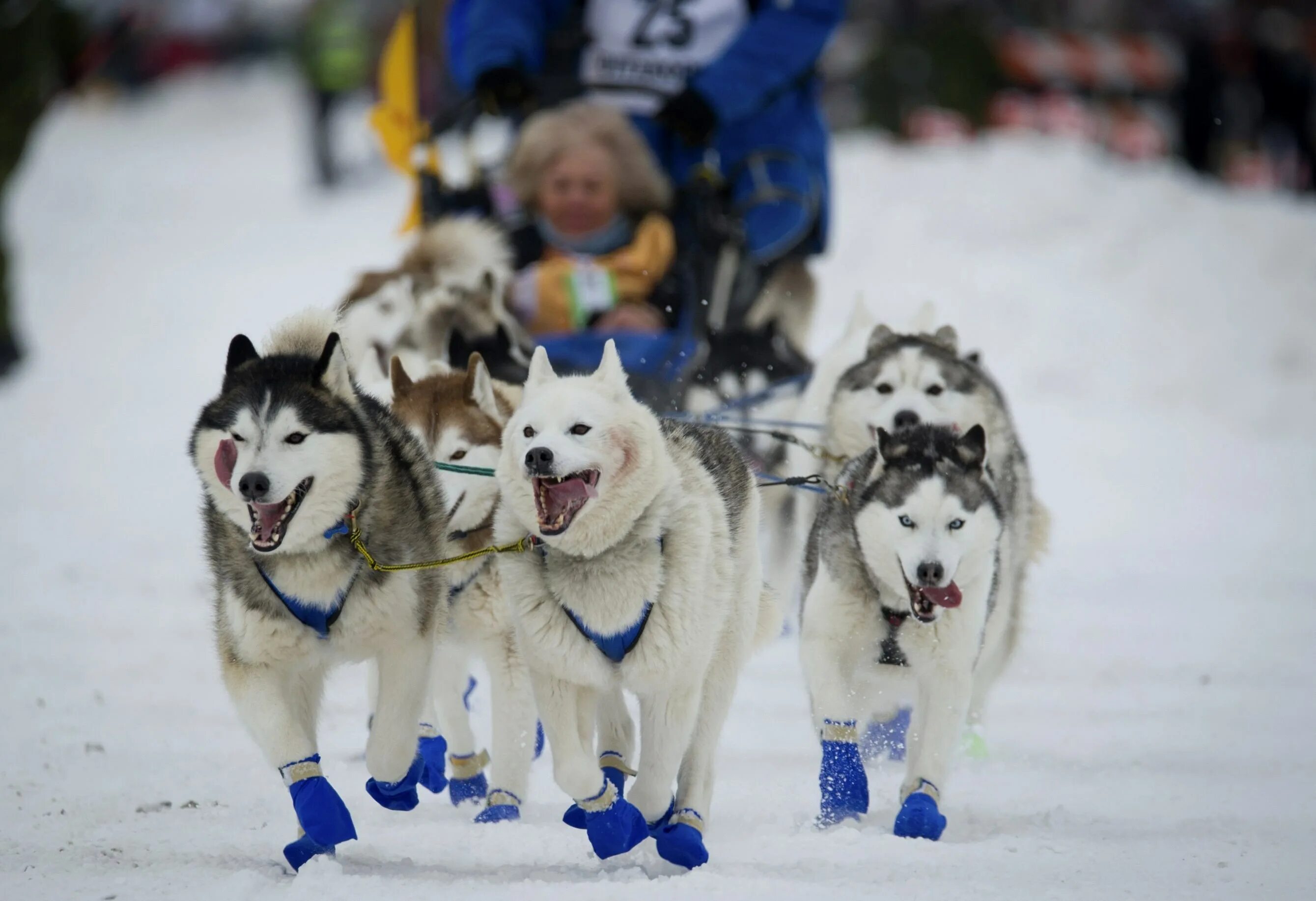 Аляска Айдитарод. Гонки на собачьих упряжках на Аляске. Iditarod Trail Sled Dog Race. Аляска собачьи упряжки. Шоу гонки за лайками