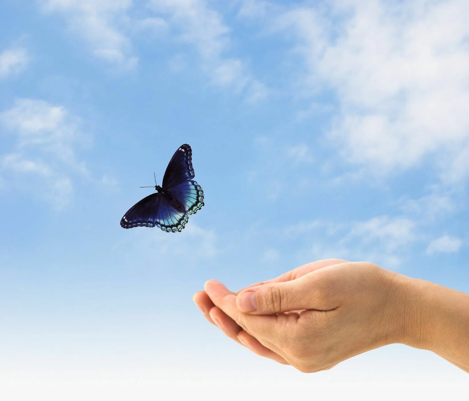 Живущая в твоих руках. Бабочка на ладони. Бабочка улетает с руки. Счастье бабочки. Свобода картинки.