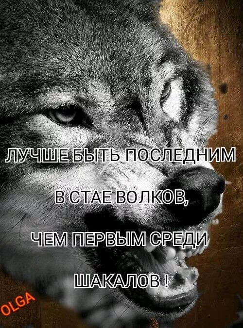 Первый среди последних текст. Лучше быть последним среди Волков. Лучше быть последним среди Волков чем первым среди шакалов. Лучшие быть последним среди Волков. Лучше быть последним в стае.