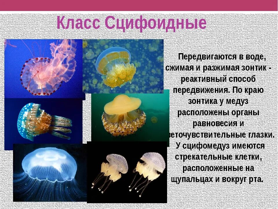 Многообразие кишечнополостных. Класс Сцифоидные медузы. Тип Кишечнополостные класс Сцифоидные медузы. Класс Сцифоидные представители. Тип Кишечнополостные класс Сцифоидные.