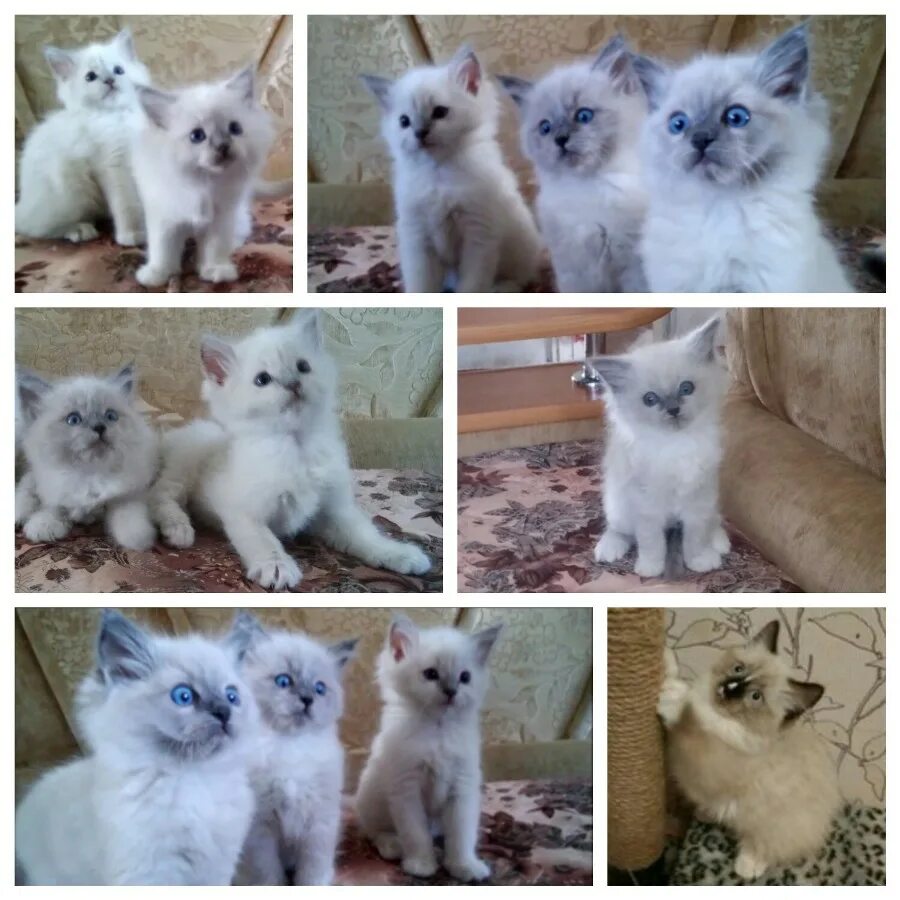 авито ростов кошка