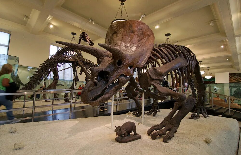 San Diego Natural History Museum San diego vacation, History museum, San diego a