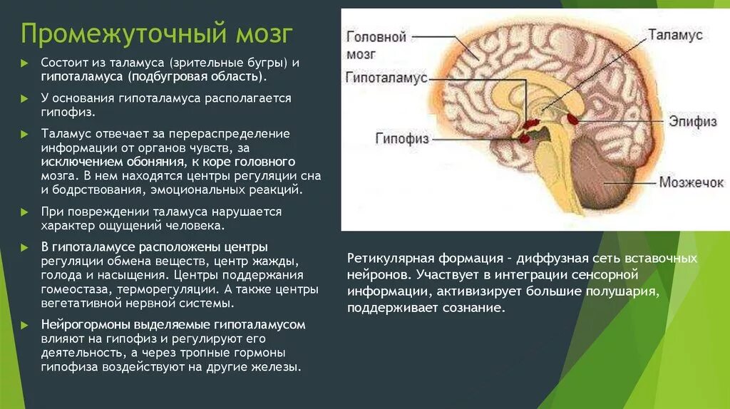 Функции промежуточного мозга физиология. Строение промежуточного мозга отделы мозга. Промежуточный мозг строение +физиология. Функции основных структур промежуточного мозга. Нервные центры промежуточного мозга