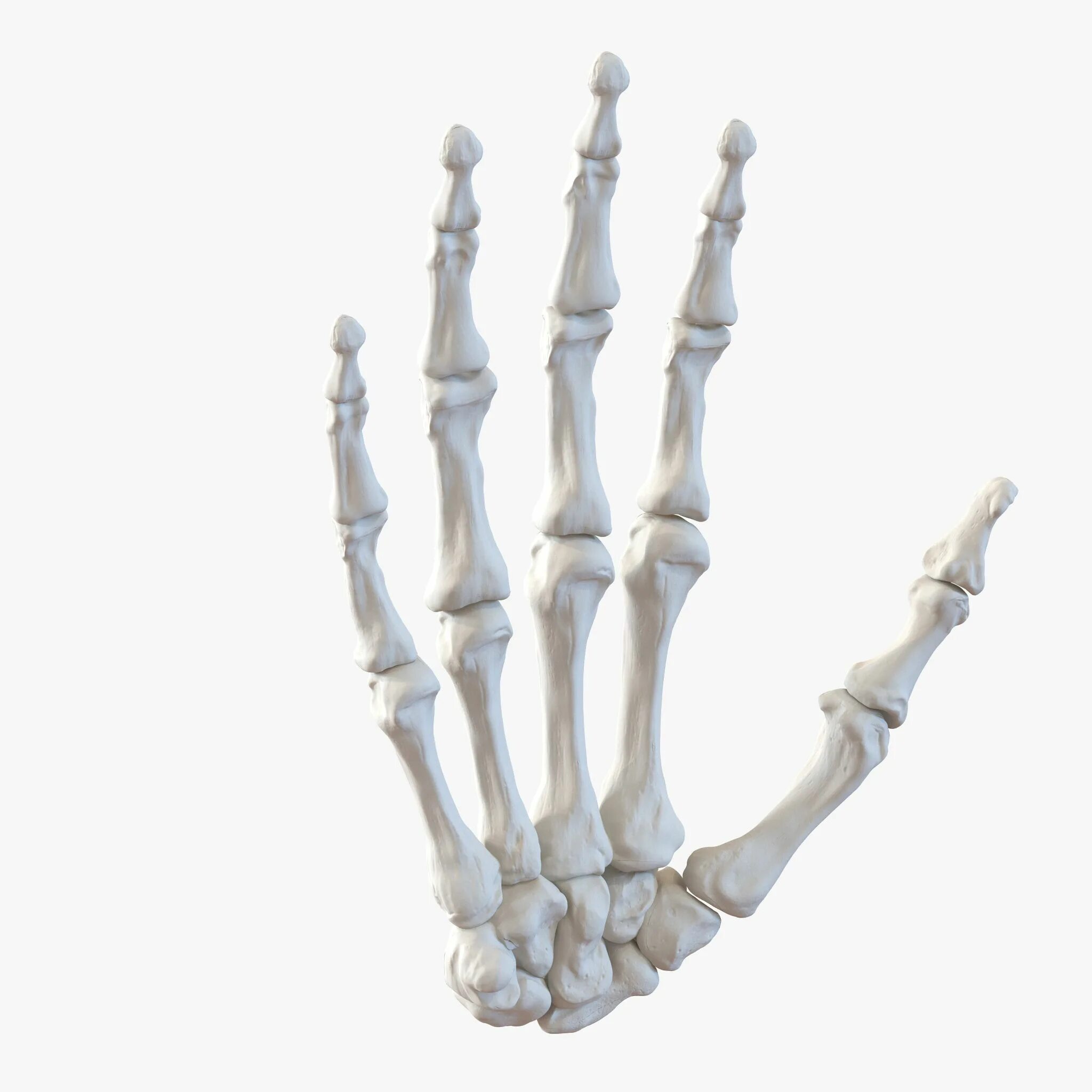 Bone 3d