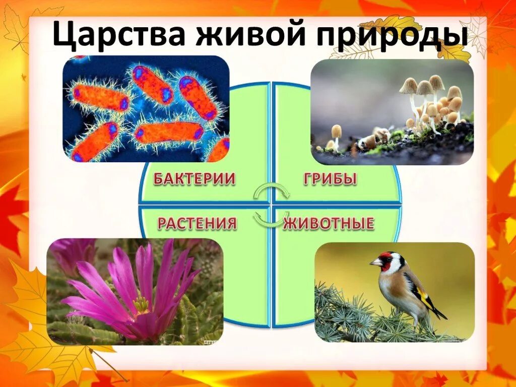 Царства живой природы ответы. 4 Царства в биологии. Биология 5 кл царство живой природы. Царство живой природы 5 класс биология. Надцарства живой природы.