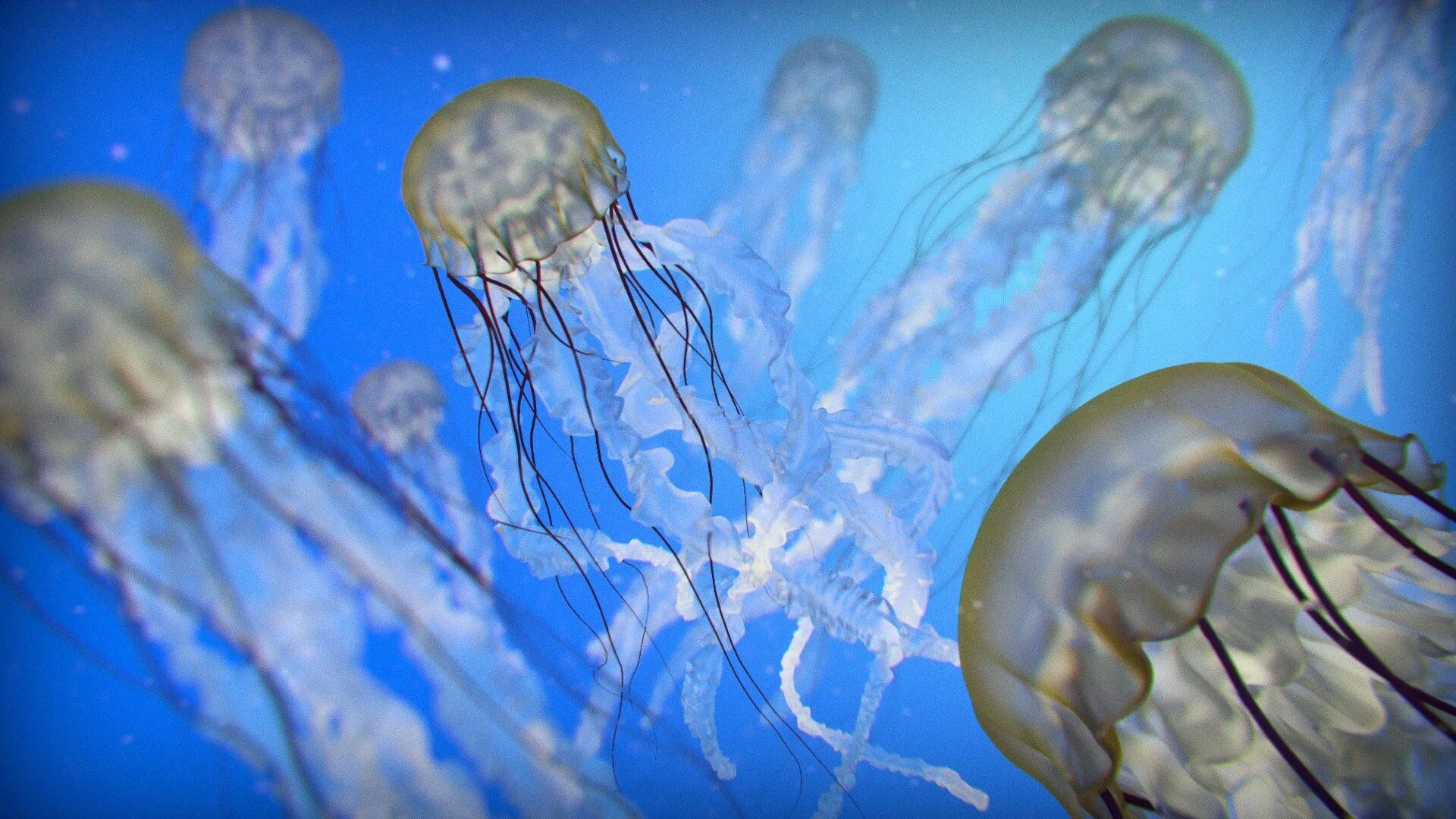 Медуза cyanea lamarckii. Медуза: Воскрешение медузы. Scyphozoa Сцифоидные медузы. Медуза Туритопсис нутрикула.