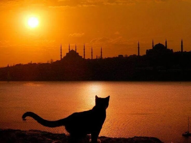 Turkey cats. Кошки в Турции. Стамбульские коты. Стамбул город кошек.